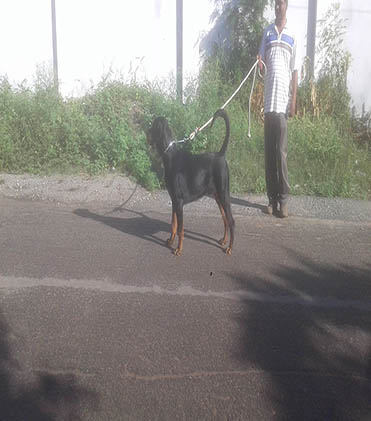 dog