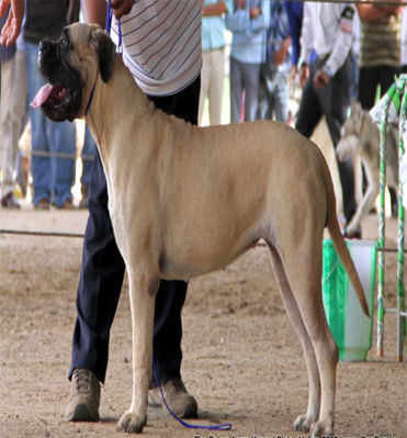 dog