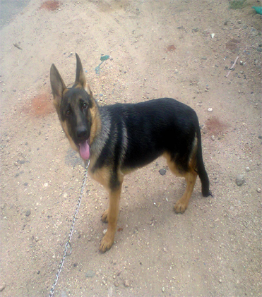 dog