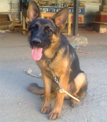 dog