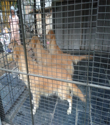 dog