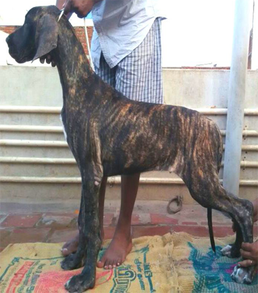 dog