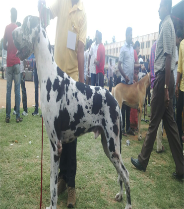 dog