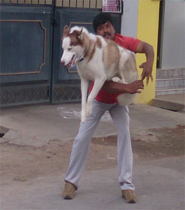 dog