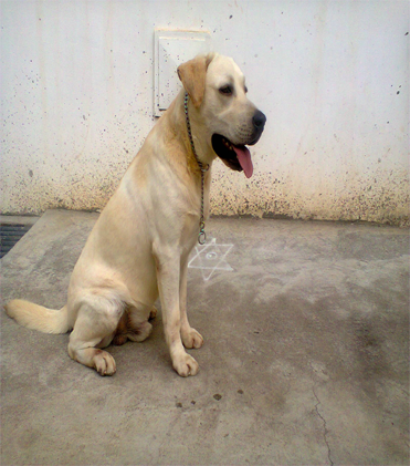 dog