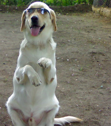 dog